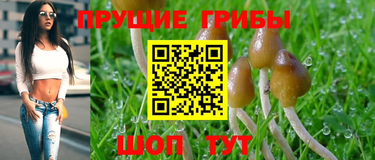 Псилоцибиновые грибы GOLDEN TEACHER  Вход с VPN  Галлюциногенные грибы Psilocybine cubensis  Кувандык 